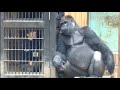 ゴリラと人の絆。飼育員さんとの遊びを待ちきれないゲンタロウ⭐️Gorilla【京都市動物園】The zookeeper and Gorillas have a good relationship.