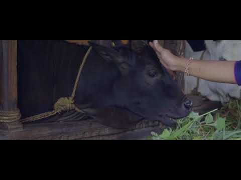 Punganur Cows: Rare Breeds of Cows | Organic Farming at Healthacation | Illikkal Kallu; Kottayam