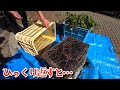 【検証結果】家の片隅で芋をコンテナ栽培してみたら…