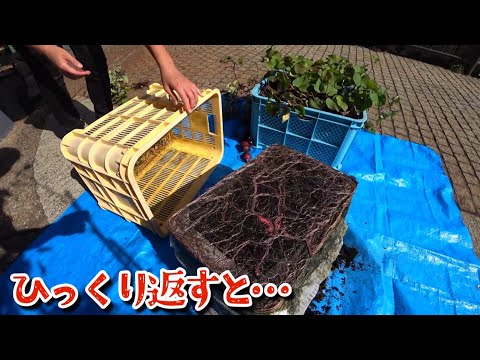【検証結果】家の片隅で芋をコンテナ栽培してみたら…