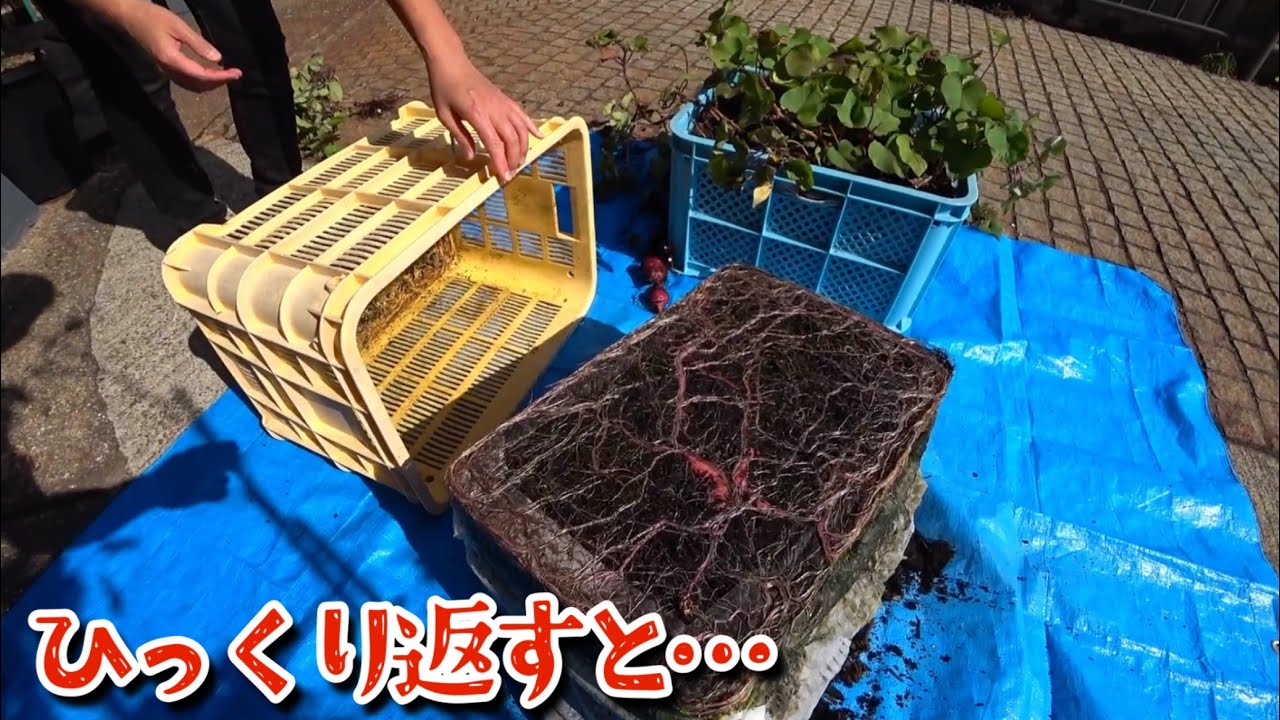 【検証結果】家の片隅で芋をコンテナ栽培してみたら…