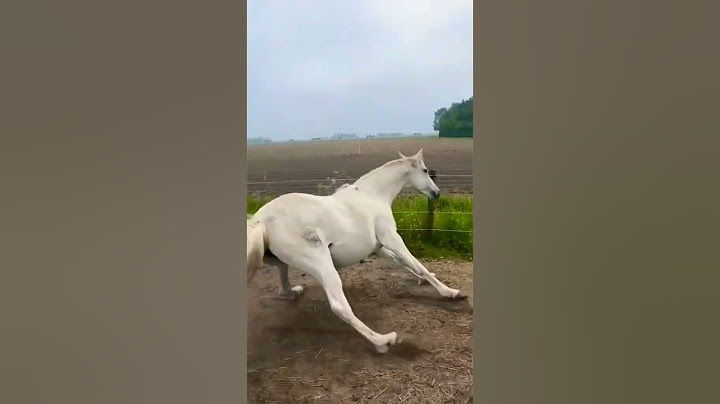 Corriendo Jajaja 💨 #youtube #shorts #viral  #caballo #feedshorts  #caballocorriendo