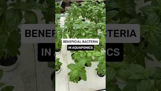 Keep your #aquaponics fish safe with good bacteria! #cebubackyardharvest #urbanfarming #gardening101