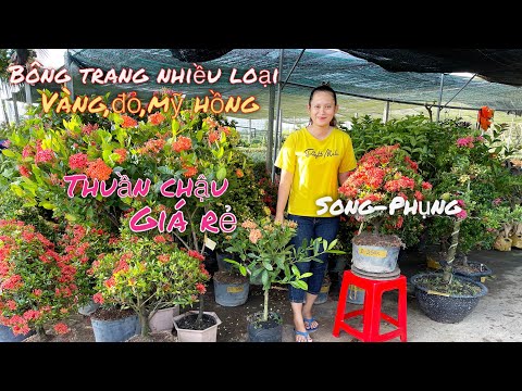 Video 17/11-Bông trang nhiều loại vàng,đỏ,mỹ hồng,đỏ dubai... - youtube