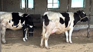 Dehqonlardan buġoz ġunajinlar kõring