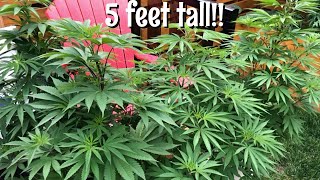 Growing weed outdoor | Backyard grow update