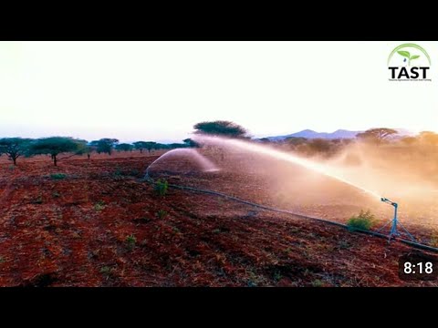 MAKALA YA KILIMO CHA UMWAGILIAJI ALIZETI SUNFLOWER IRRIGATION KONGWA DODOMA TANZANIA MAKALA YA KILIMO CHA UMWAGILIAJI ALIZETI SUNFLOWER IRRIGATION KONGWA DODOMA TANZANIA