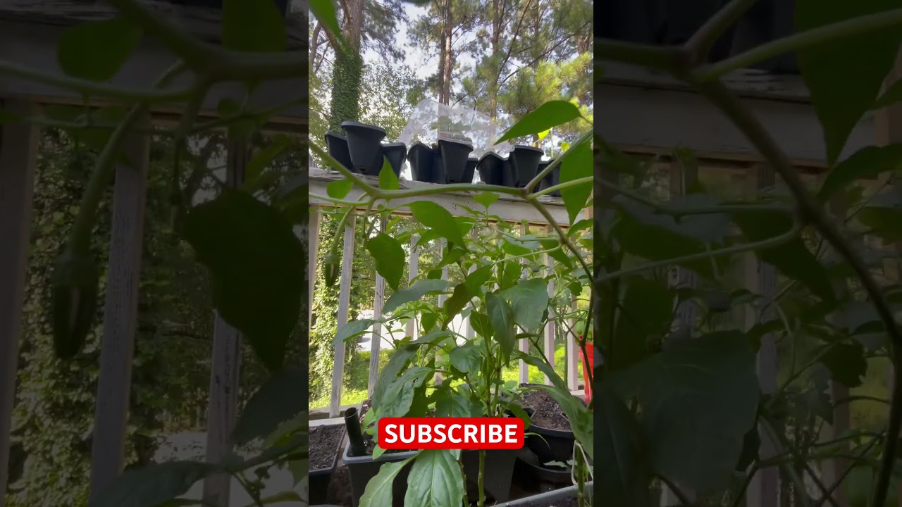 The First Peppers 🌶️ of the Season have Popped up 