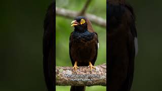 Birds That Sound Like Humans 🐦 Amazing Mimic Birds  #natureshorts #natureverse #wildlife