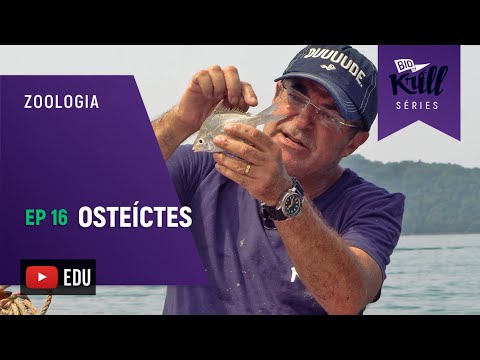 Peixes Ósseos (Zoologia - EP16) I Biokrill Séries