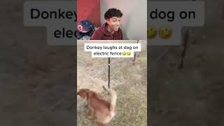 choques caninos #react