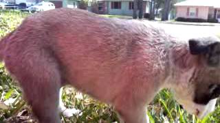 Paw Warrior Spirit Wednesday 328