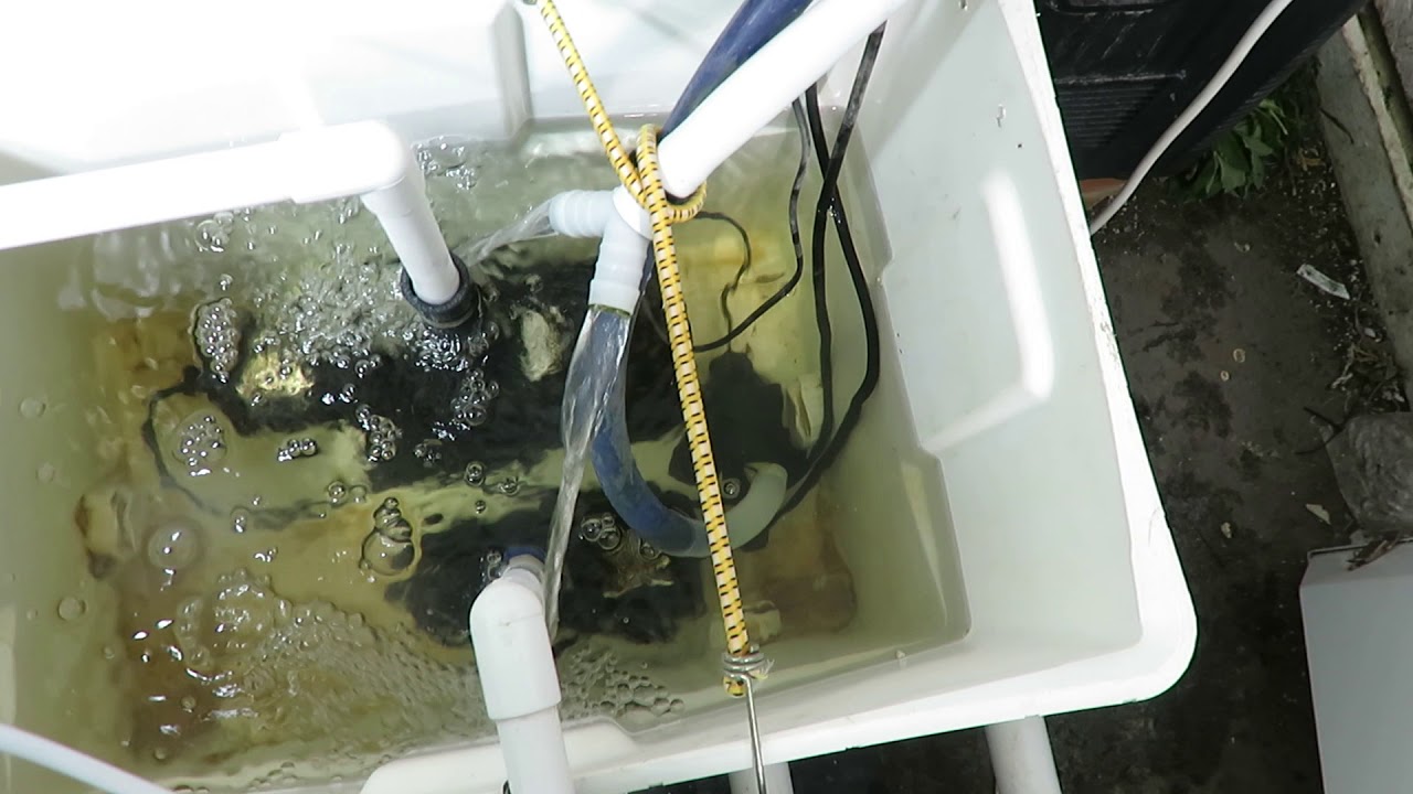 mb1 RDWC Dinafem Moby dick grown in DIY RDWC system, week 8.