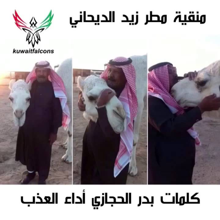 منقية مطر زيد الديحاني كلمات بدر الحجازي أداء العذب