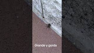 Grande y gorda #spider #araña