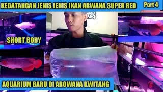Jenis Jenis Ikan Arwana Super Red  | Aquarium Baru di AROWANA KWITANG Harga Spesial  MURAH Part4