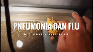 DRYDOCK PADA KURA-KURA!!! CARA MENYEMBUHKAN PNEUMONIA DAN FLU PADA KURA-KURA