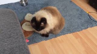 Mijn lieve schattige wollige schele Ragdoll kat Teddy