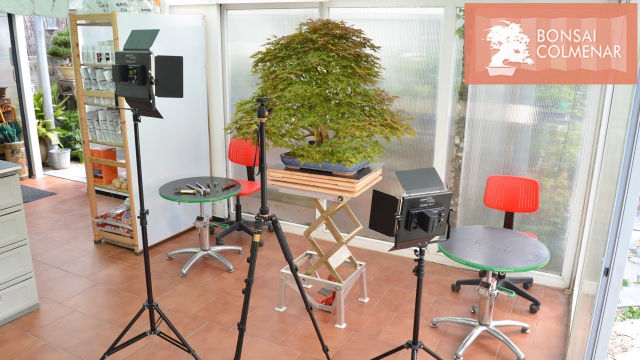 laminat bambus optik Bambus-Landhausdielen (Klick-System)