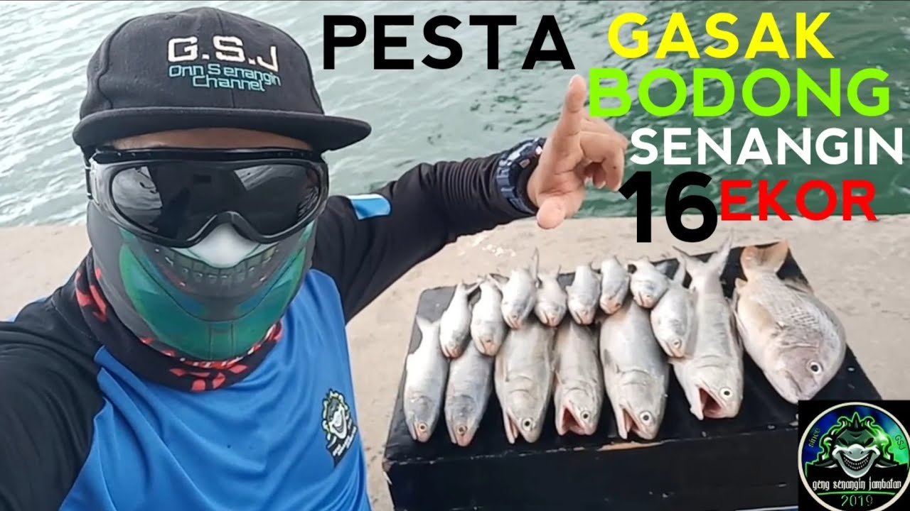 PESTA GASAK BODONG SENANGIN 16EKOR!!!!TEKNIK PADU MAI TENGOK GENG!!!!