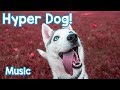 Music for Hyperactive Dogs! Calm Your Dog Down and Stop them Being Hyper with this Soothing Music! Music for Hyperactive Dogs! Calm Your Dog Down and Stop them Being Hyper with this Soothing Music!