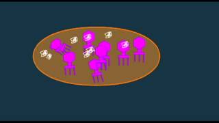 GENETICS 2: TEMPERATE VIRUSES GENETICS 2: TEMPERATE VIRUSES