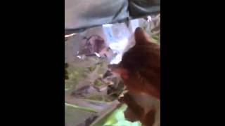 Do cats walk on tinfoil (soft surface)