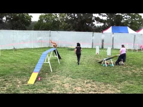 2010.09.18 AKC Exc B Std 20" - Ella
