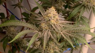 Living Soil Cannabis Garden Roll Thru || How I feed to get clean smoke and white ash w/ organic