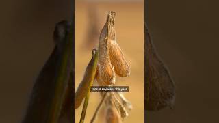 Minnesota farmers celebrate Trump's soybean deal with China #shorts