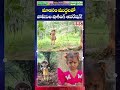 చిన్నారి అదృశ్యం వెనుక అడవి జంతువులా? పోలీసుల సంచలన ప్రయత్నం! || BRK News