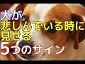 【愛犬のための知識】犬が悲しんでいる時に見せる5つのサイン【犬を知る】