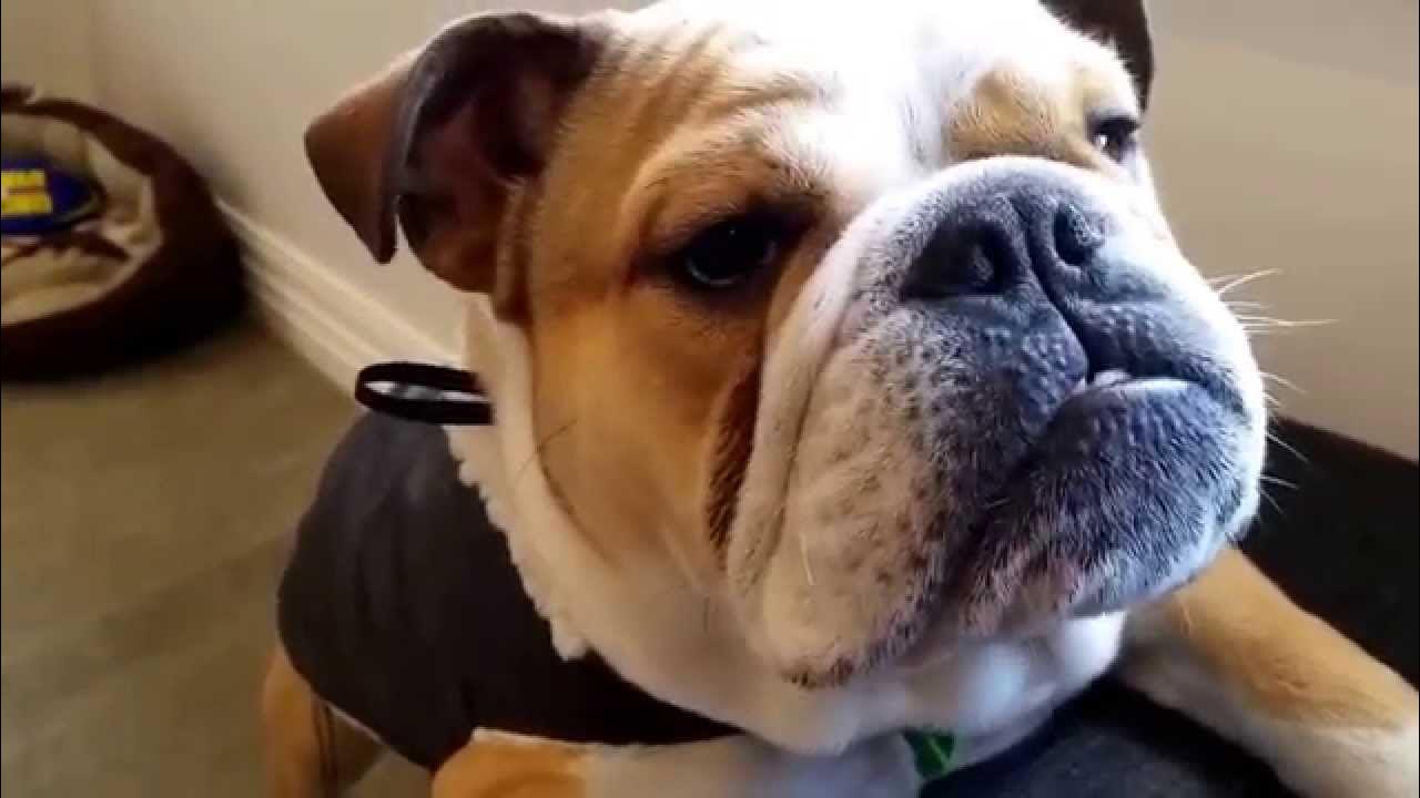 Talking bulldog Spanky YouTube