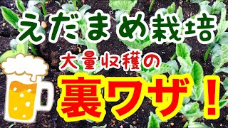 枝豆の収穫量2倍の裏技『枝豆の育て方』エダマメ大量栽培！！