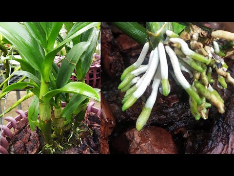 Sử lý lan Dendrobium nhanh chóng ra rễ mập mần|phong triều | Foci