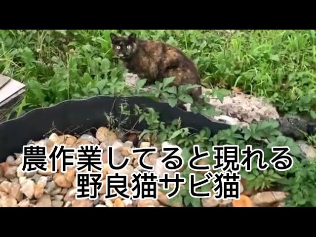 The stray tortoiseshell cat that appears out of nowhere when I'm