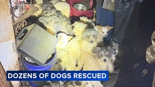 Nearly 50 dogs, puppies rescued from filthy home