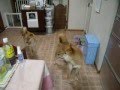 遠吠え後何事もなかったように解散する柴兄弟