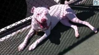 Chico, 6 Month Terrier Pitbull