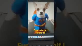 😂 funny dog gif