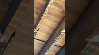 Took down some ceilings at the abandoned mansion