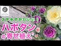 【ハボタンの寄せ植え】色の合わせ方と管理方法#15