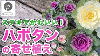 【ハボタンの寄せ植え】色の合わせ方と管理方法#15