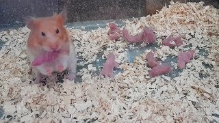 Wonderful Hamster Giving Birth First Time  | Eating Baby - Is Hamster A Good Mother?