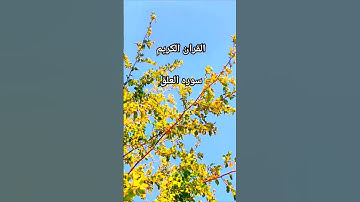 سوره العلق-القرآن الكريم|تلاوات القران احترم#قرآن #احترام #quran