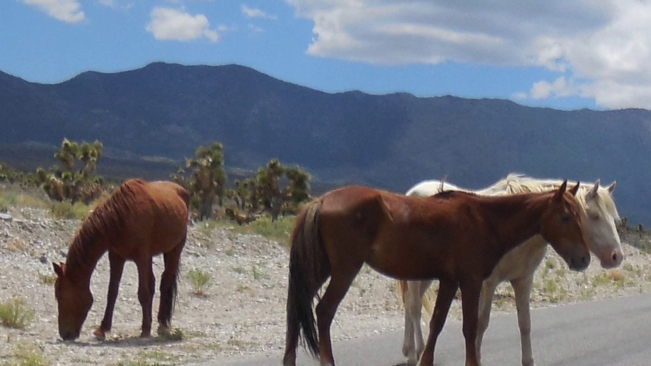  born free kid rock wild horses in cold creek nv youtube