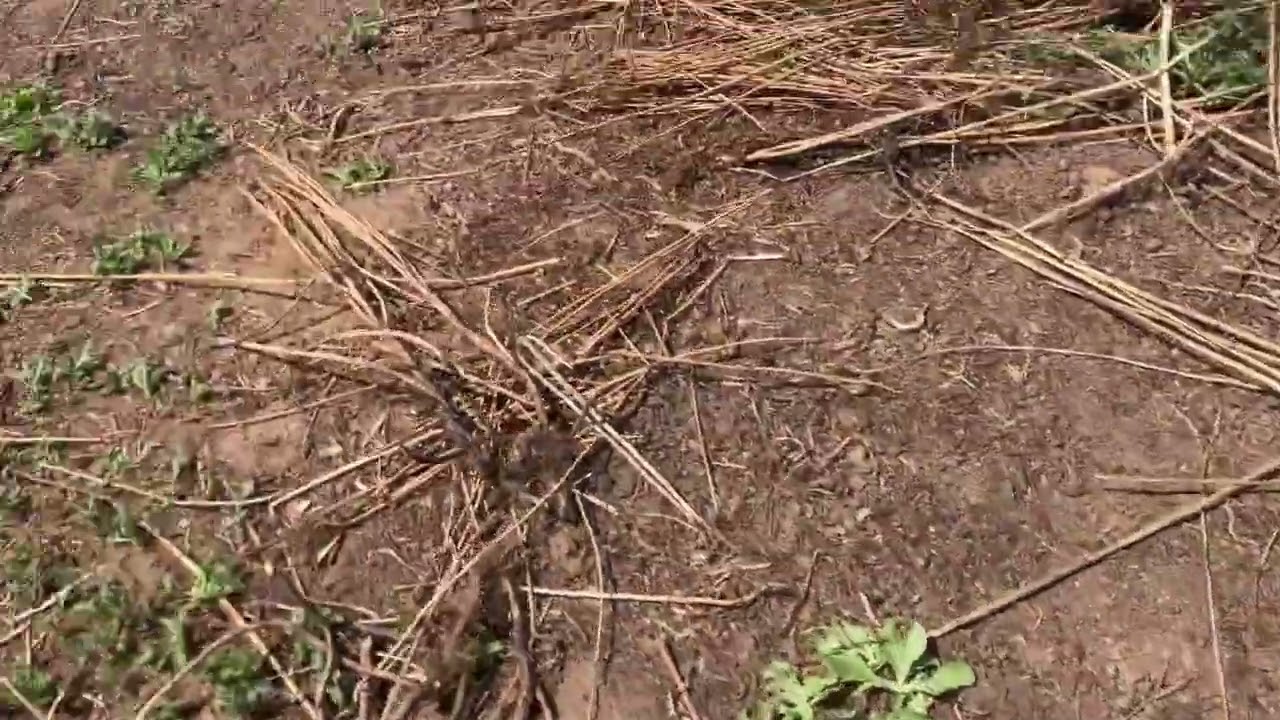 Room 11 Tijuana River estuary video