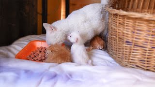 The MOM CAT eats food to MAKE BREAST MILK, The kittens are waiting for NURSING