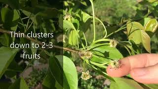 Thinning Fruit Trees Part 1 - Pinching off Tiny Fruits on a Fruit Tree