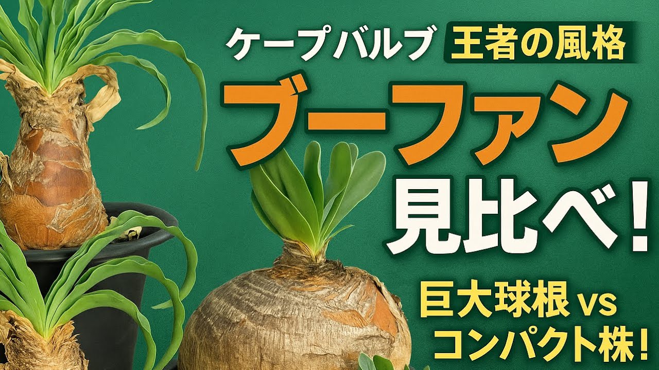 現地株 冬型のブーファン・ディスティカ 検索ハエマンソイデスディスティチャアガベ ディスティチャとハエマンソイデス見比べ - YouTube